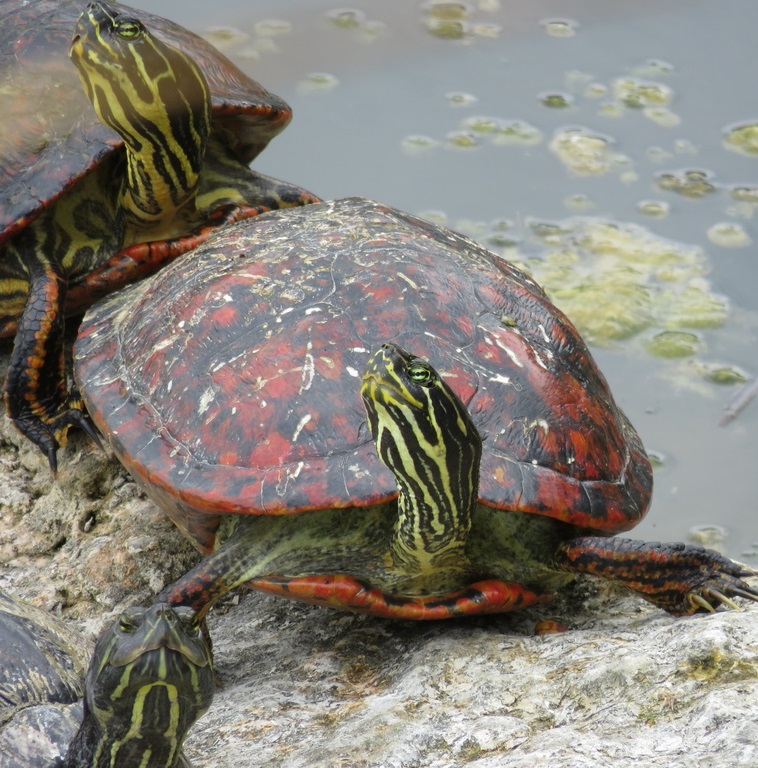 Red Bellied Turtle - Schildpad - Reptifood